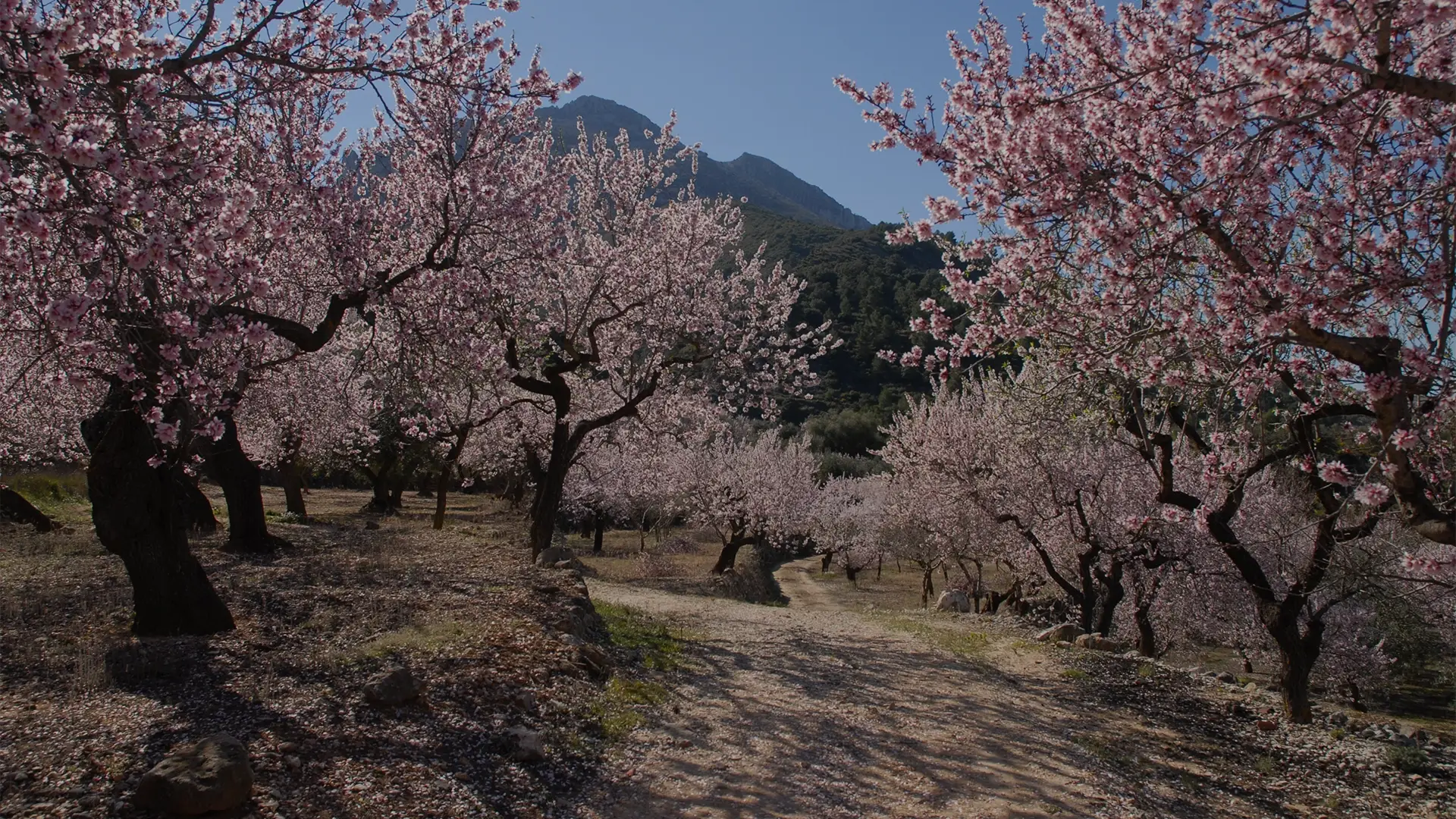 Almond_orchards